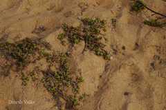 Hydrophylax maritima